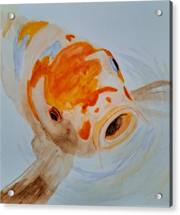 Koi fish 1 - Acrylic Print