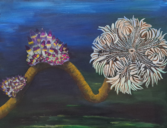 Anemone and Nudibranch