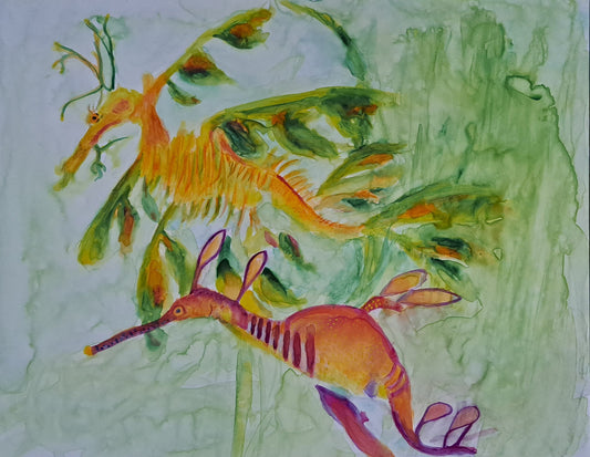 Leafy and Weedy Sea Dragon