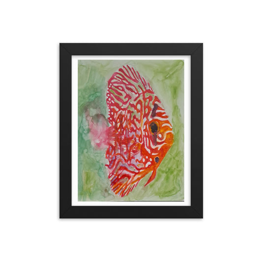 Framed poster of Discus fish