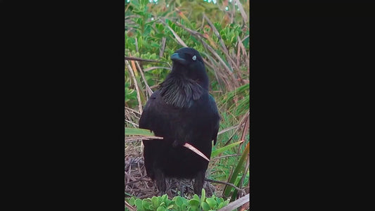 "Raven: The Watcher by the Sea"