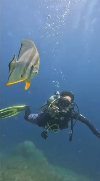 "A batfish's journey"